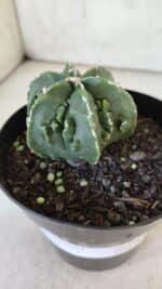 ASTROPHYTUM MYRIOSTIGMA cv FUKURYU Nudum  Nº 576 – vaso 15 - Imagem 11