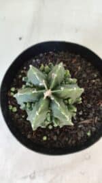 ASTROPHYTUM MYRIOSTIGMA cv FUKURYU Nudum  Nº 576 – vaso 15 - Imagem 3