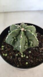 ASTROPHYTUM MYRIOSTIGMA cv FUKURYU Nudum  Nº 576 – vaso 15 - Imagem 6