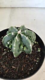 ASTROPHYTUM MYRIOSTIGMA cv FUKURYU Nudum  Nº 576 – vaso 15 - Imagem 9