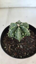 ASTROPHYTUM MYRIOSTIGMA cv FUKURYU Nudum  Nº 576 – vaso 15 - Imagem 8