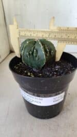 ASTROPHYTUM MYRIOSTIGMA cv FUKURYU Nudum  Nº 576 – vaso 15 - Imagem 4