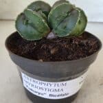 ASTROPHYTUM MYRIOSTIGMA cv FUKURYU "Bicéfalo"  Nº 576 – vaso 11