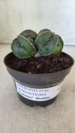 ASTROPHYTUM MYRIOSTIGMA cv FUKURYU "Bicéfalo"  Nº 576 – vaso 11