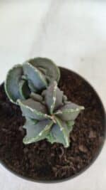 ASTROPHYTUM MYRIOSTIGMA cv FUKURYU "Bicéfalo"  Nº 576 – vaso 11 - Imagem 3