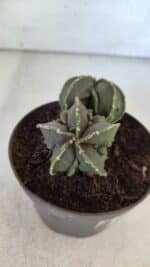 ASTROPHYTUM MYRIOSTIGMA cv FUKURYU "Bicéfalo"  Nº 576 – vaso 11 - Imagem 6