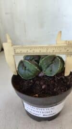 ASTROPHYTUM MYRIOSTIGMA cv FUKURYU "Bicéfalo"  Nº 576 – vaso 11 - Imagem 4