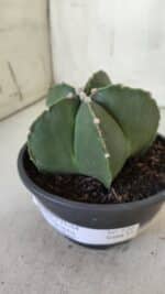 ASTROPHYTUM MYRIOSTIGMA "NUDUM" Nº 720 – cuia 11 - Imagem 9