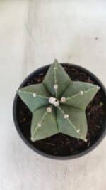 ASTROPHYTUM MYRIOSTIGMA "NUDUM" Nº 720 – cuia 11 - Imagem 8