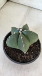 ASTROPHYTUM MYRIOSTIGMA "NUDUM" Nº 720 – cuia 11 - Imagem 7