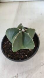 ASTROPHYTUM MYRIOSTIGMA "NUDUM" Nº 720 – cuia 11 - Imagem 6