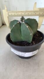 ASTROPHYTUM MYRIOSTIGMA "NUDUM" Nº 720 – cuia 11