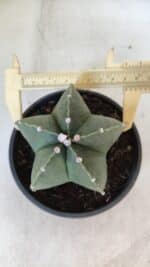 ASTROPHYTUM MYRIOSTIGMA "NUDUM" Nº 720 – cuia 11 - Imagem 5