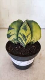 ASTROPHYTUM MYRIOSTIGMA "Variegata" Nº 721 – vaso 11 - Imagem 2