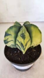 ASTROPHYTUM MYRIOSTIGMA "Variegata" Nº 721 – vaso 11 - Imagem 3