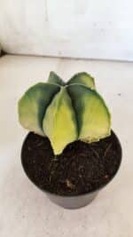 ASTROPHYTUM MYRIOSTIGMA "Variegata" Nº 721 – vaso 11 - Imagem 9