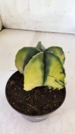 ASTROPHYTUM MYRIOSTIGMA "Variegata" Nº 721 – vaso 11 - Imagem 8