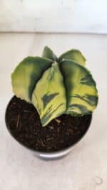 ASTROPHYTUM MYRIOSTIGMA "Variegata" Nº 721 – vaso 11 - Imagem 7