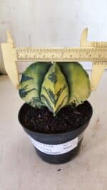 ASTROPHYTUM MYRIOSTIGMA "Variegata" Nº 721 – vaso 11