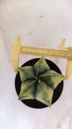 ASTROPHYTUM MYRIOSTIGMA "Variegata" Nº 721 – vaso 11 - Imagem 5