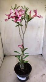 Planta Simples 2749 – 30cm – 02 anos - Imagem 2