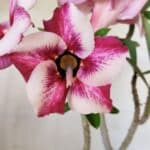 Planta Simples 2749 – 30cm – 02 anos