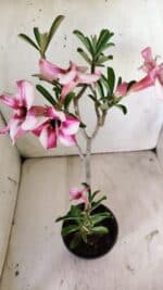 Planta Simples 2749 – 30cm – 02 anos - Imagem 4