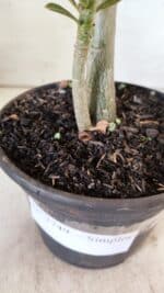 Planta Simples 2749 – 30cm – 02 anos - Imagem 6