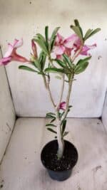 Planta Simples 2749 – 30cm – 02 anos - Imagem 5