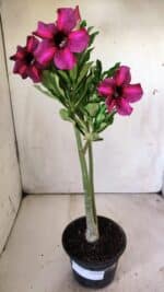 Planta Simples 2750 – 30cm – 02 anos - Imagem 2