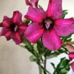 Planta Simples 2750 – 30cm – 02 anos