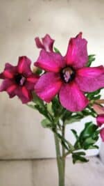 Planta Simples 2750 – 30cm – 02 anos