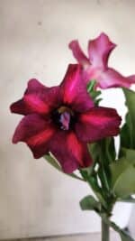 Planta Simples 2750 – 30cm – 02 anos - Imagem 3