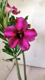 Planta Simples 2750 – 30cm – 02 anos - Imagem 5