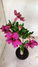 Planta Simples 2750 – 30cm – 02 anos - Imagem 6