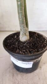 Planta Simples 2750 – 30cm – 02 anos - Imagem 8