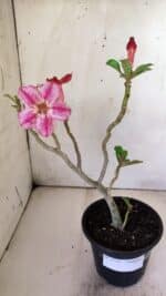 Planta Simples 2751 – 30cm – 02 anos - Imagem 2