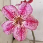 Planta Simples 2751 – 30cm – 02 anos