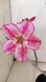 Planta Simples 2751 – 30cm – 02 anos