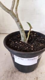 Planta Simples 2751 – 30cm – 02 anos - Imagem 5