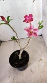 Planta Simples 2751 – 30cm – 02 anos - Imagem 4