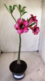 Planta Simples 2752 – 30cm – 02 anos - Imagem 2