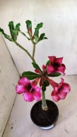 Planta Simples 2752 – 30cm – 02 anos - Imagem 4