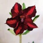 Planta Simples 2753 – 30cm – 02 anos