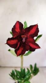 Planta Simples 2753 – 30cm – 02 anos