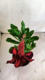 Planta Simples 2753 – 30cm – 02 anos - Imagem 4