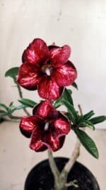 Planta Simples 2754 – 30cm – 02 anos - Imagem 3