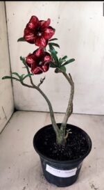 Planta Simples 2754 – 30cm – 02 anos - Imagem 2