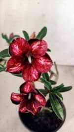 Planta Simples 2754 – 30cm – 02 anos - Imagem 5