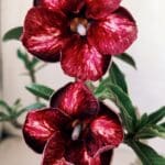 Planta Simples 2754 – 30cm – 02 anos